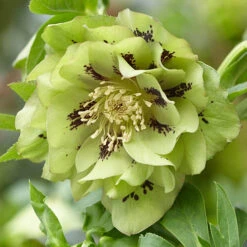 Hellebore Double Collection 9cm X 6 -Garden Bulbs Store 561065 1