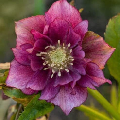 Hellebore Double Collection 9cm X 6 -Garden Bulbs Store 561065 4