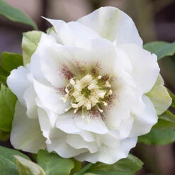 Hellebore Double Collection 9cm X 6 -Garden Bulbs Store 561065 5