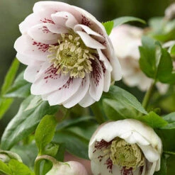 Hellebore Double Collection 9cm X 6 -Garden Bulbs Store 561065 6
