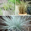 Ornamental Grasses Collection -Garden Bulbs Store 561181