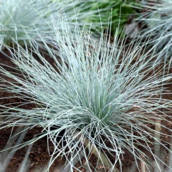 Ornamental Grasses Collection -Garden Bulbs Store 561181 3