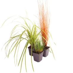 Ornamental Grasses Collection -Garden Bulbs Store 561181 4