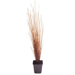 Ornamental Grasses Collection -Garden Bulbs Store 561181 5