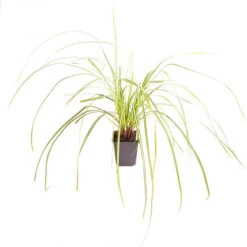 Ornamental Grasses Collection -Garden Bulbs Store 561181 6