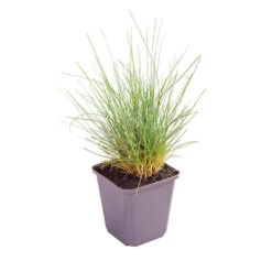 Ornamental Grasses Collection -Garden Bulbs Store 561181 7