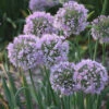 Allium Bubble Bath -Garden Bulbs Store 561182