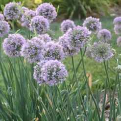 Allium Bubble Bath 8 Allium Bubble Bath -Garden Bulbs Store 561182 2