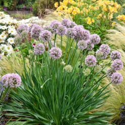 Allium Bubble Bath 9 Allium Bubble Bath -Garden Bulbs Store 561182 3