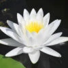 Water Lily Planting Kit - White -Garden Bulbs Store 580027
