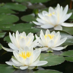 Water Lily Planting Kit - White -Garden Bulbs Store 580027 1