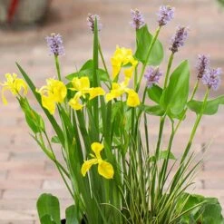 Complete Patio Pond Kit -Garden Bulbs Store 580029 1