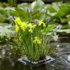 Floating Pond Plant Raft 1 Floating Pond Plant Raft -Garden Bulbs Store 580030