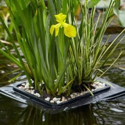 Floating Pond Plant Raft 7 Floating Pond Plant Raft -Garden Bulbs Store 580030 1