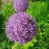 Allium 'Christophii' -Garden Bulbs Store 600120