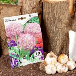 Allium 'Christophii' -Garden Bulbs Store 600120 4