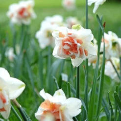 Daffodil 'Replete' -Garden Bulbs Store 600161 3