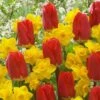 'Early Red' Tulip and Narcissus Daffodil 'T?te-?-T?te' Mix -Garden Bulbs Store 600243