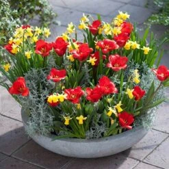 Garden Bulbs Store -Garden Bulbs Store 600243 1