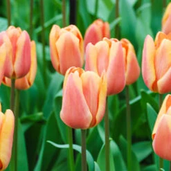 Tulip Dual Colour Collection -Garden Bulbs Store 600400 2