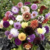 Mixed Dahlias - Hybridisers Mix -Garden Bulbs Store 630005