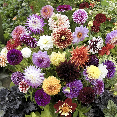 Mixed Dahlias - Hybridisers Mix 3 Mixed Dahlias - Hybridisers Mix