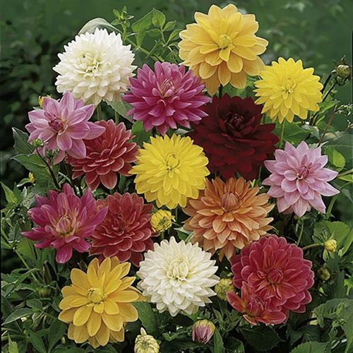 Mixed Dahlias - Hybridisers Mix 4 Mixed Dahlias - Hybridisers Mix - Image 2