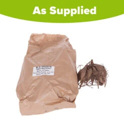 Mixed Dahlias - Hybridisers Mix 7 Mixed Dahlias - Hybridisers Mix -Garden Bulbs Store 630005 2