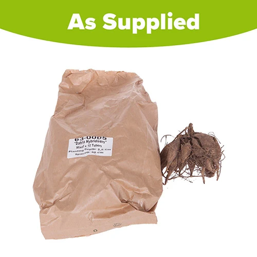 Mixed Dahlias - Hybridisers Mix 5 Mixed Dahlias - Hybridisers Mix - Image 3