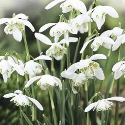 Single & Double Snowdrops 'In The Green' Twinpack -Garden Bulbs Store 630014 2