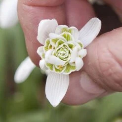 Single & Double Snowdrops 'In The Green' Twinpack -Garden Bulbs Store 630014 3