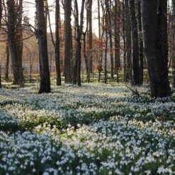 Single & Double Snowdrops 'In The Green' Twinpack -Garden Bulbs Store 630014 7