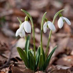 Single & Double Snowdrops 'In The Green' Twinpack -Garden Bulbs Store 630014 8