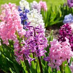 Mixed Hyacinths 9 Mixed Hyacinths -Garden Bulbs Store 630034 2