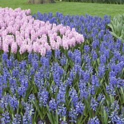 Mixed Hyacinths 10 Mixed Hyacinths -Garden Bulbs Store 630034 3