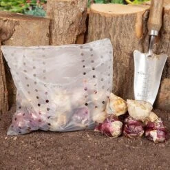 Mixed Hyacinths 11 Mixed Hyacinths -Garden Bulbs Store 630034 4