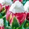 Tulip 'Ice Cream' -Garden Bulbs Store 630049