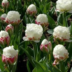 Tulip 'Ice Cream' -Garden Bulbs Store 630049 2