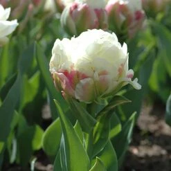 Tulip 'Ice Cream' -Garden Bulbs Store 630049 3
