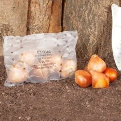 Tulip 'Ice Cream' -Garden Bulbs Store 630049 4