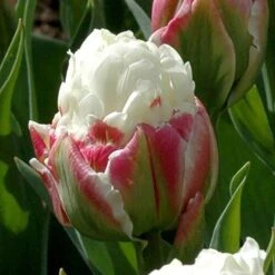 Tulip 'Ice Cream' -Garden Bulbs Store 630049 5