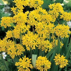 Complete Spring Flowering Bulb Collection -Garden Bulbs Store 630050 3