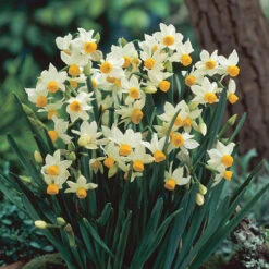 Complete Spring Flowering Bulb Collection -Garden Bulbs Store 630050 4