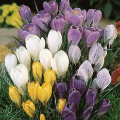 Complete Spring Flowering Bulb Collection -Garden Bulbs Store 630050 7