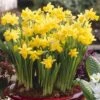 Narcissus 'T?te-?-T?te' -Garden Bulbs Store 630091