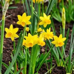 Narcissus 'T?te-?-T?te' -Garden Bulbs Store 630091 2