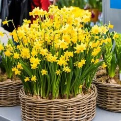 Narcissus 'T?te-?-T?te' -Garden Bulbs Store 630091 3