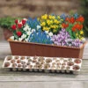 Blooming Fast Drop In Bulb Planter Balcony Beauty Pack -Garden Bulbs Store 630107
