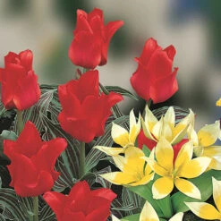 Blooming Fast Drop In Bulb Planter Balcony Beauty Pack -Garden Bulbs Store 630107 4
