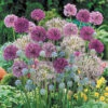 Complete Allium Collection 1 Complete Allium Collection -Garden Bulbs Store 630126